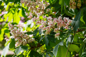 Chestnut blossom. Chestnut inflorescences are close up