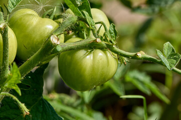 green tomatoes hanging on a branch