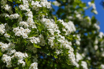 Hawthorn ( lat. Crataegus ) blooming in the spring garden