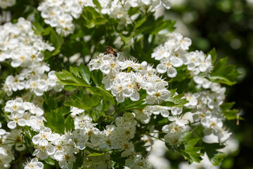 Hawthorn ( lat. Crataegus ) blooming in the spring garden