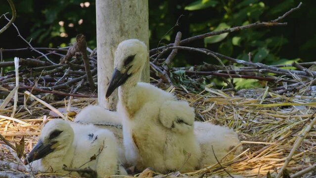 Close up of baby storks in a nest on a sunny day	