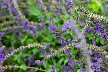 Purple and white flowers are in the garden. It's beautiful.