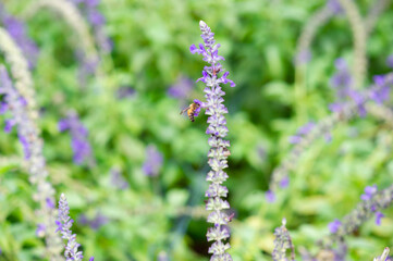 Purple and white flowers are in the garden. It's beautiful.