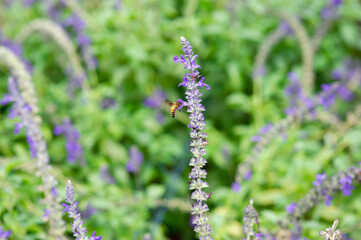 Purple and white flowers are in the garden. It's beautiful.