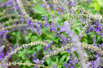 Purple and white flowers are in the garden. It's beautiful.