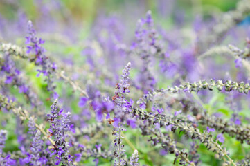 Purple and white flowers are in the garden. It's beautiful.