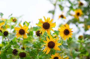 Beautiful yellow marigolds are blooming.