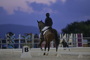 Equestrian sport. Dressage of the horse in the arena.
