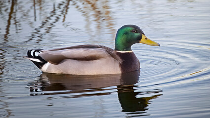Obraz premium mallard duck swimming in the water with reflection and ripples