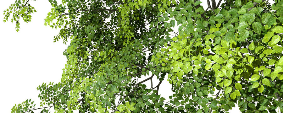 Nature backgrounds realistic greenery green tree branch leafs 3d render png