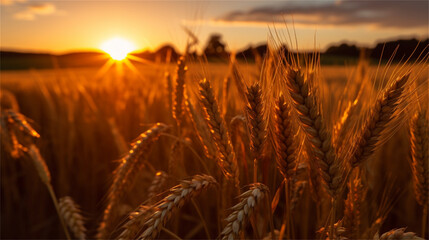 Golden and Romantic Wheat Field Landscape