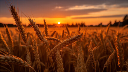 Golden and Romantic Wheat Field Landscape