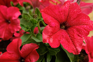 Red petunia flowers with drops of water after rain close-up. Shallow depth of field.
