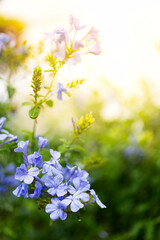 Macro shot of Plumbago auriculata, cape leadwort or blue plumbago in a flowers garden with the morning soft light at nan Thailand. Selected focus background