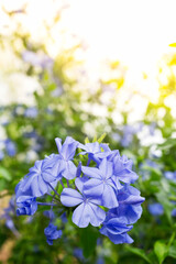 Macro shot of Plumbago auriculata, cape leadwort or blue plumbago in a flowers garden with the morning soft light at nan Thailand. Selected focus background