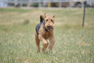 Airedale Terrier running on the grass