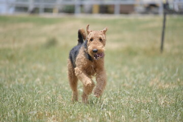 Naklejka premium Airedale Terrier running on the grass