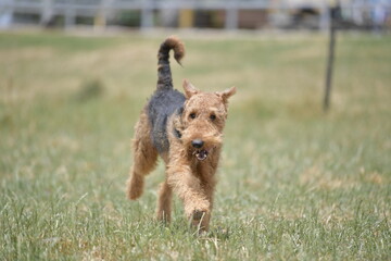 Airedale Terrier running on the grass