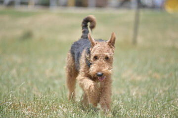 Airedale Terrier running on the grass