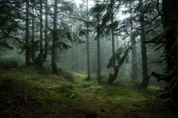 Mystischer Bergfichtenwald bei Nebel im Riesengebirge 15