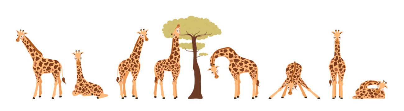 Giraffe in various poses set, flat vector illustration isolated on white.