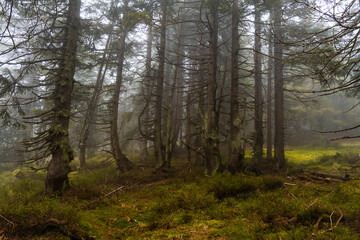 Mystischer Bergfichtenwald bei Nebel im Riesengebirge 5
