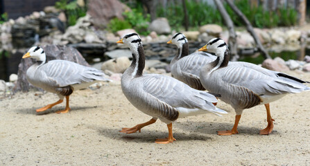 Beautiful ornamental geese walking in the park