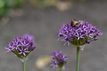 A snail sits on a purple flower