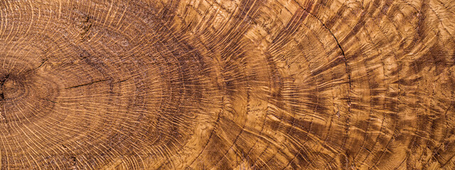 Close-up of rough oak wood texture.