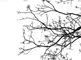 silhouette of a tree. branches of a tree. branches silhouette