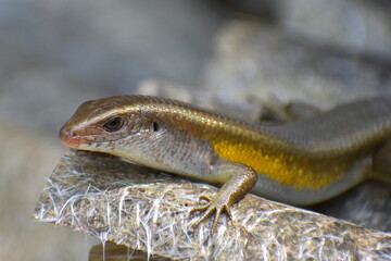 Wild lizard (Eutropis multifasciatus) in Indonesian known as 