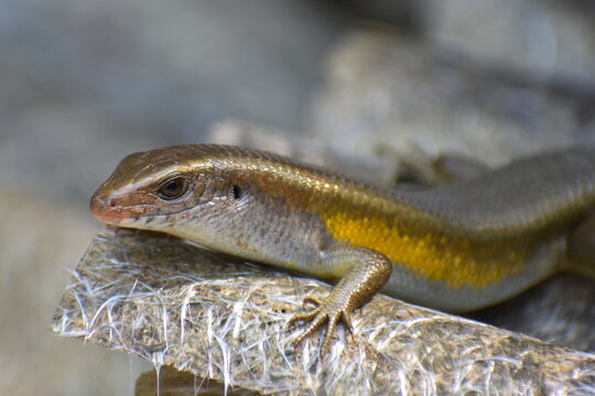Wild lizard (Eutropis multifasciatus) in Indonesian known as "kadal kebun", looking for food in tropical field.