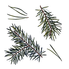 Collection of pine branches and needles, needles on a white background, hand-drawn digital drawing, watercolor style, decorative botanical illustration for design, Christmas plants