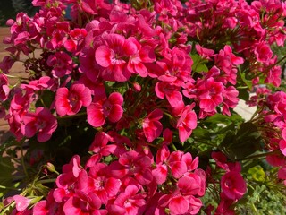 close up of pink geranium in garden 