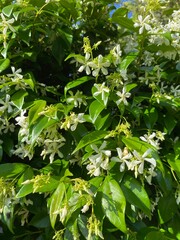 close up of jasmine in garden 