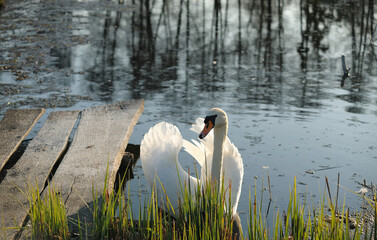 Lake, nature, forest, pond, frost, ice, trees, sky, clouds