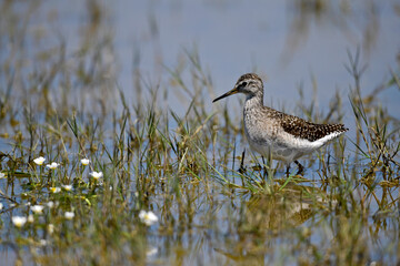 Wood sandpiper // Bruchwasserläufer (Tringa glareola)