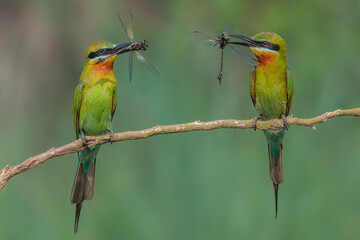 Blue-tailed Bee-eater