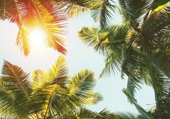 Fototapeta na wymiar Coconut Palm trees on sky background.