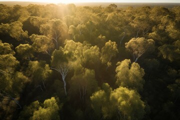 Fototapeta na wymiar Forest autumn drone view. Generate Ai
