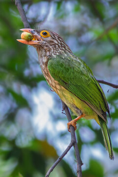 Lineated Barbet