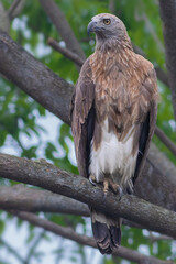 Grey-headed Fish Eagle
