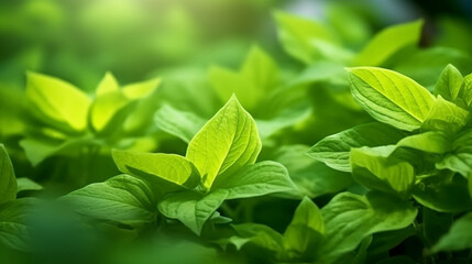 Fototapeta na wymiar Nature of green leaf in garden at summer greenery environment ecology wallpaper