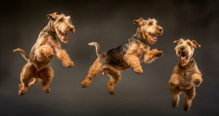Energetic Airedale Terriers in Action: Jumping for Treats. Generative AI