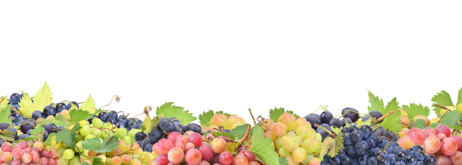 Grape fruit isolated