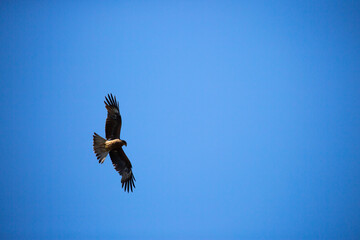 Eagle in flight against the blue sky.