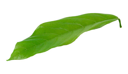 Fototapeta na wymiar fresh green leaves isolated on a transparent background
