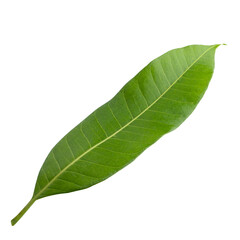 Fototapeta na wymiar Mango leaf isolated on a transparent background.
