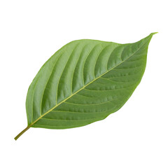 Obraz premium Green leaves isolated on a transparent background.