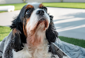 Closeup portrait of cute old dog cavalier king charles spaniel napping outdoors on dog's bed